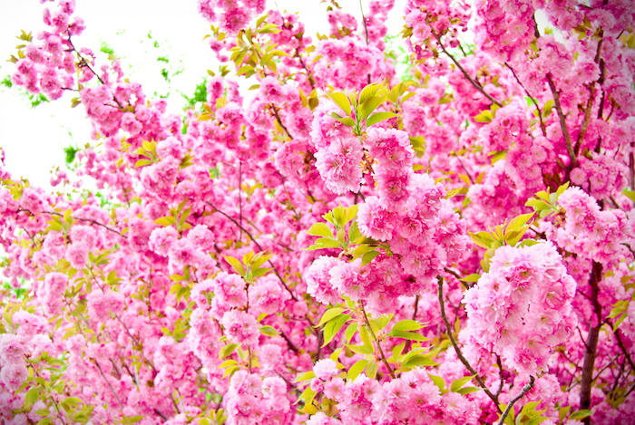 Double flower of cherry blossom