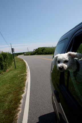 Lucy on the road