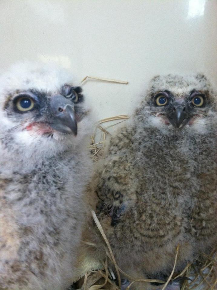 owl babies