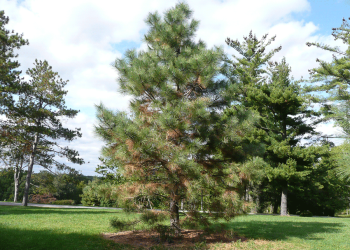 ponderosa_pine_1050137