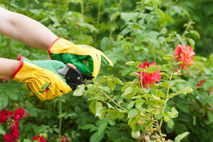 Check out these tips for pruning your rose garden