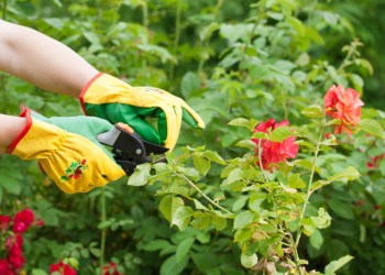 Check out these tips for pruning your rose garden