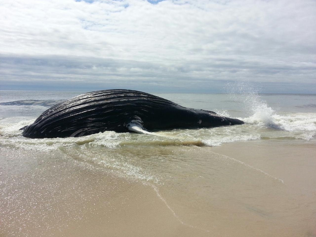 Beached whale in Quogue
