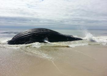 Beached whale in Quogue