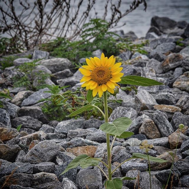 A sunflower grows in an unlikely spot on Sag Harbor.