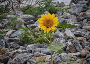 The Sag Harbor Firemen's Carnival.