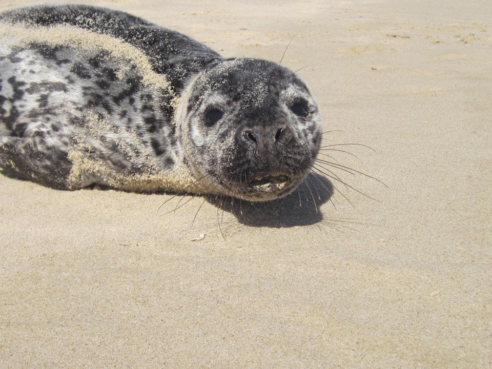 Riverhead Foundation seal merdog