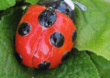 s_v___nine_spotted_ladybug_by_dillo-d307aqs