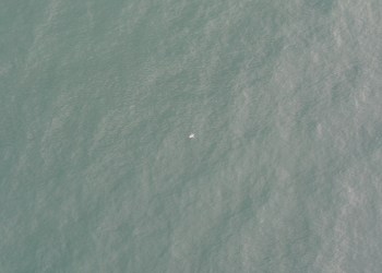 What the heck is that thing—a shark? a whale? a turtle?