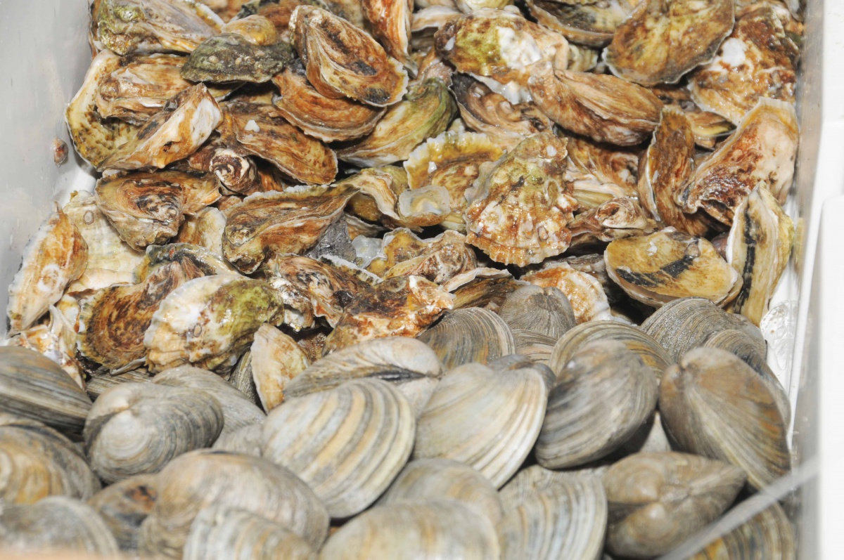 A local bounty of oysters and clams.