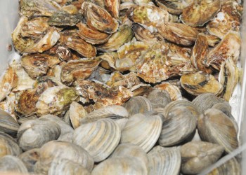 A local bounty of oysters and clams.