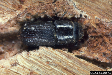 Southern Pine beetle.