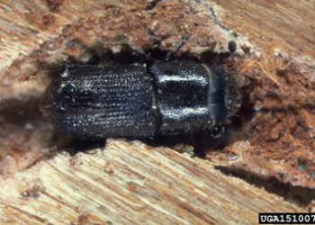 Southern Pine beetle.