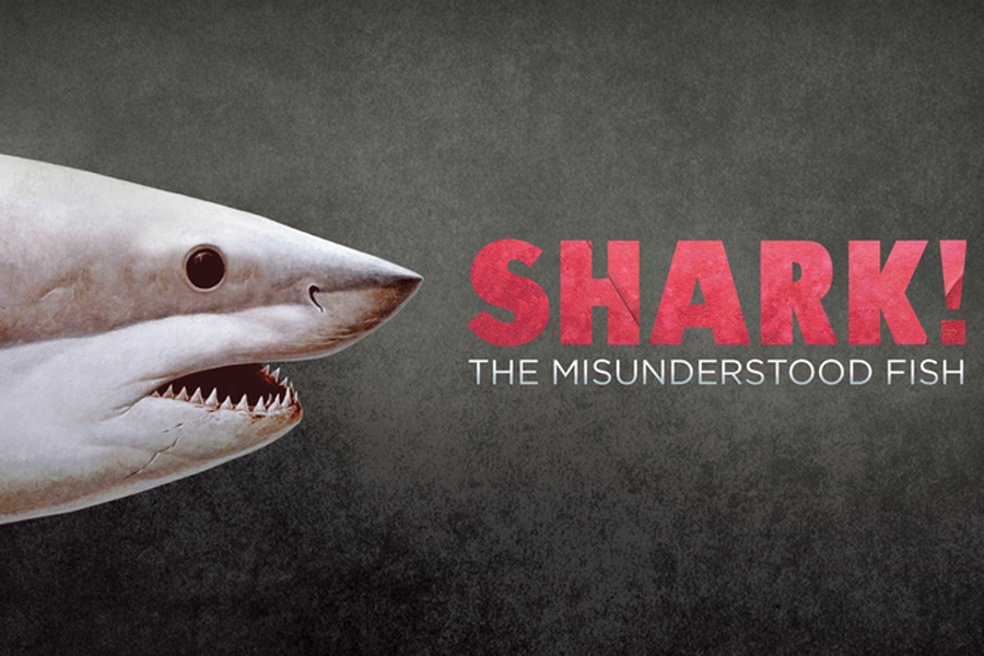 Portrait of Carcharodon carcharias by Richard Ellis.