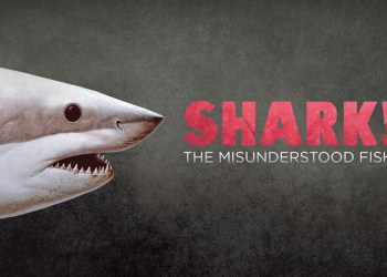 Portrait of Carcharodon carcharias by Richard Ellis.