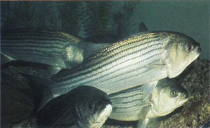 striped_bass_FWS