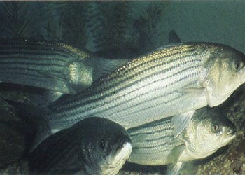 striped_bass_FWS