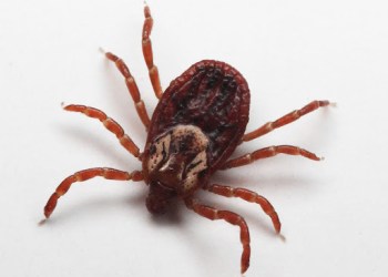 tick1