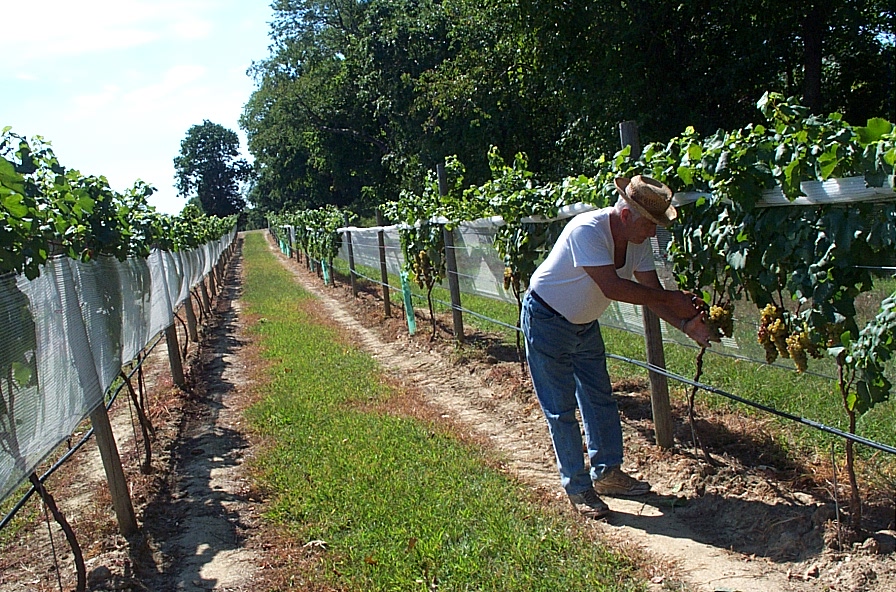 The Hidden Vineyard property.
