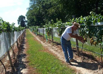 The Hidden Vineyard property.