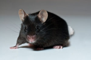 Hampton Subway's rare white-tailed black mouse