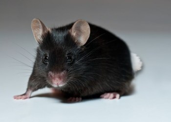 Hampton Subway's rare white-tailed black mouse