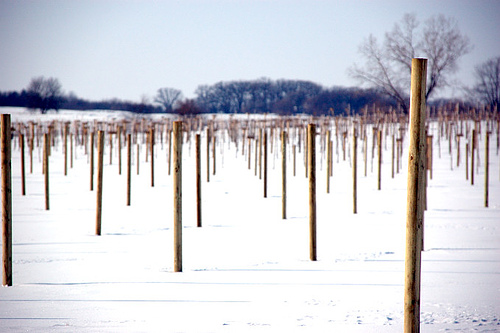 winter vineyard snow