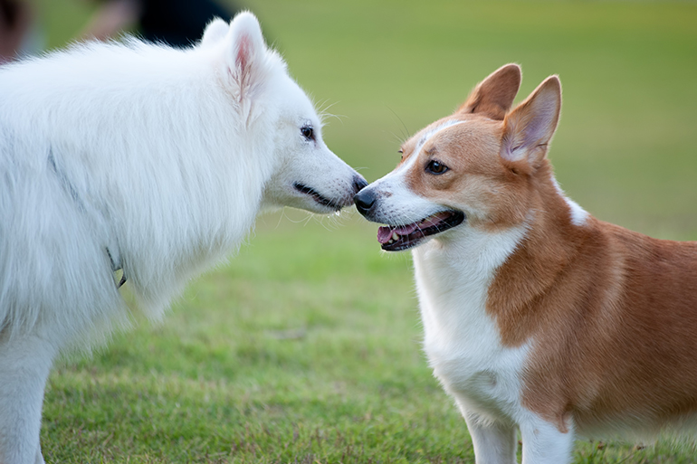 Puppies enjoying a day at the dog park