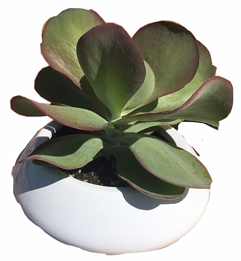 Tara Planter with Succulents: Made out of fiberglass. $70.