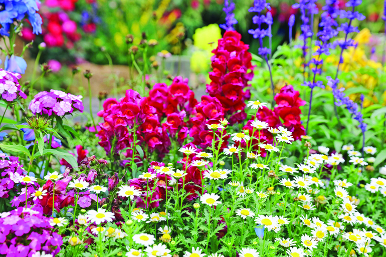 Perennials are one of the many flowers to be featured at the Garden Party, Photo: Law Alan/123RF