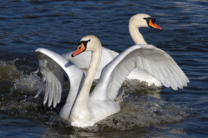 Mute swans.