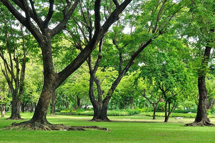 large trees on green grass lawn and garden