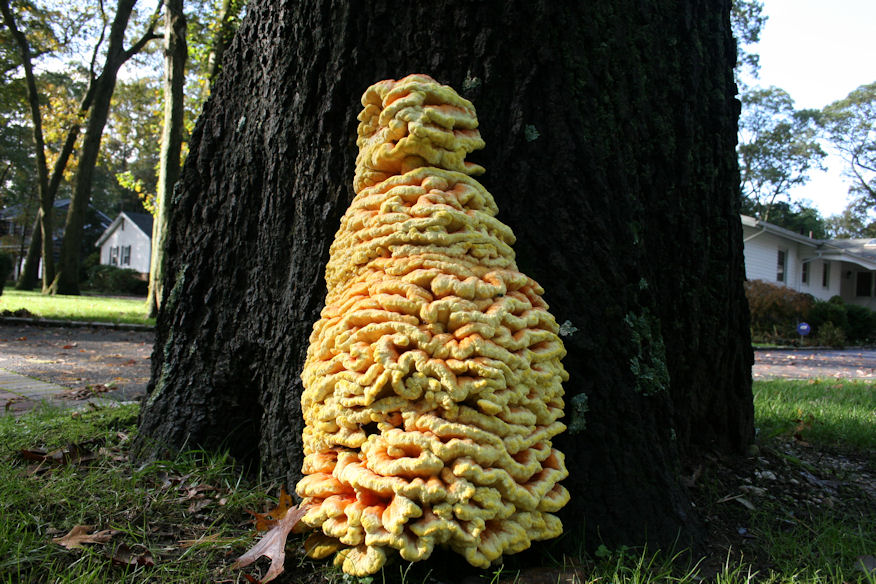 Beautiful but Dangerous Tree Fungus