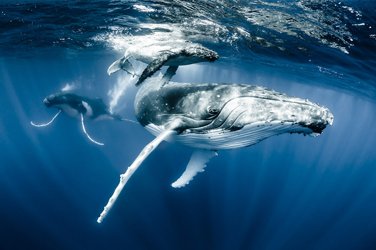 "Flight of the Humpback Whales" by Shawn Heinrichs