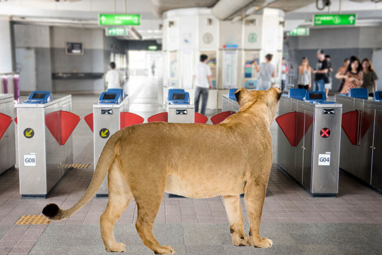 Female lion in the Hamptons Subway station
