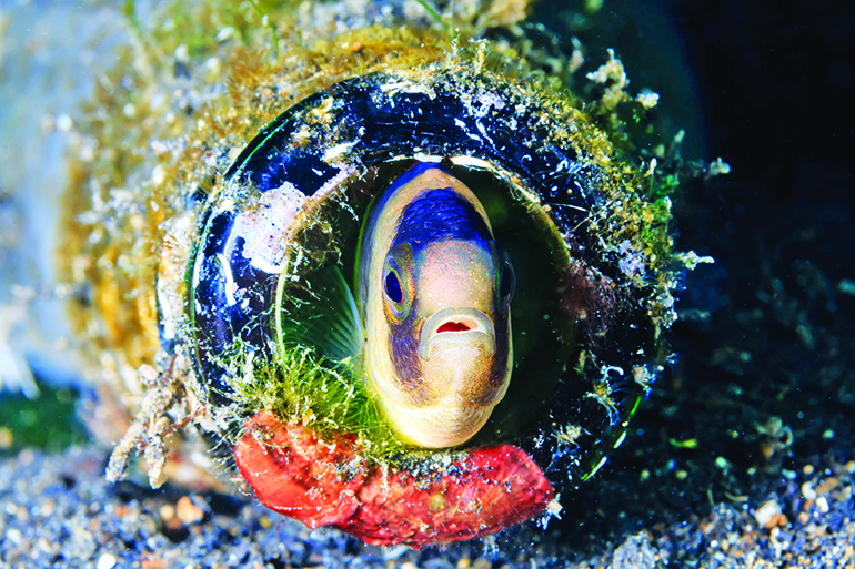 The fish in the bottle may look cute, but marine debris are no laughing matter