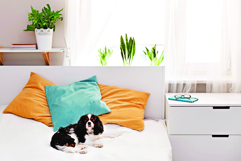 Hamptons dog relaxing