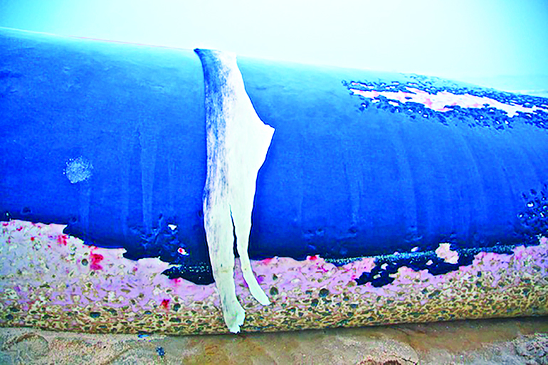 'Fare Well, Fair Whale' by Joe Pintauro is on display at the Sag Harbor Whaling and Historical Museum