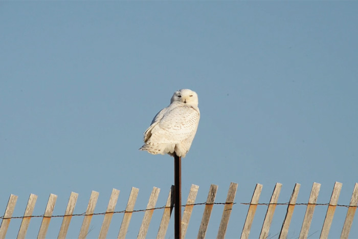 Snowy owl roosting in video by Christopher Broich