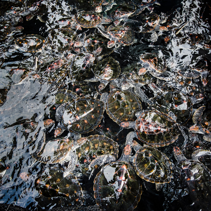 "Turtle Apocalypse" by Shawn Heinrichs