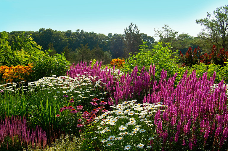 A garden of purple and white flowers with a blue sky