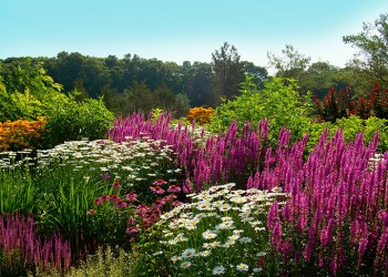 A garden of purple and white flowers with a blue sky