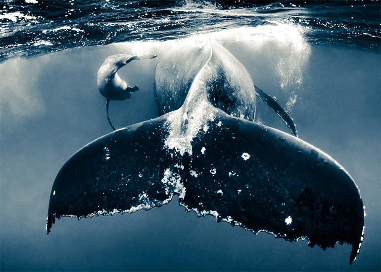 "Whale Tale" by Shawn Heinrichs