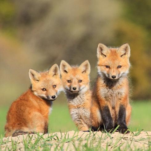 Foxes in East Hampton. Photo credit: cliffcaptures/instagram