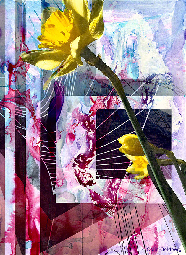 "Daffoldil 3" by Colin Goldberg