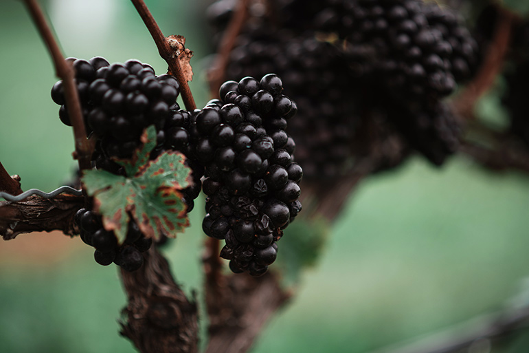 Wine grapes on the vine