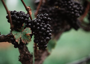 Wine grapes on the vine