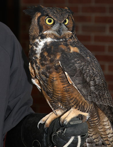 Meep, a gray horned owl at Evelyn Alexander Wildlife Rescue Center, Photo: Barbara Lassen