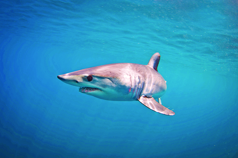 This short fin mako shark hopes to avoid the fishing tournament, Photo: Greg-Amptman/123RF