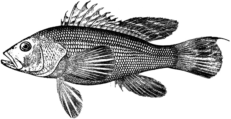 Black Sea Bass